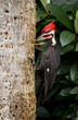 Pileated woodpecker in south Florida 