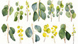 Green and yellow eucalyptus leaves in watercolor style, detailed and realistic, isolated on transparent or white background
