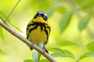 Magnolia Warbler