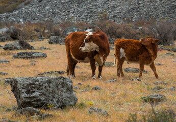 Wall Mural - Russia. Gorny Altai. A small herd of cows graze peacefully on an autumn pasture in the rocky valley of the Chulyshman River.