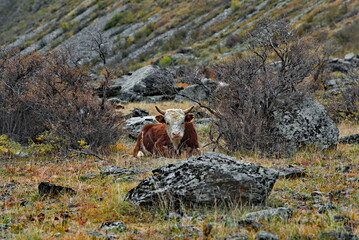 Wall Mural - Russia. Gorny Altai. A small herd of cows graze peacefully on an autumn pasture in the rocky valley of the Chulyshman River.