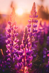 Wall Mural - Purple lupins bloom in the garden during the golden hour.