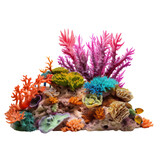Fototapeta Do akwarium - Coral reef isolated on white background 