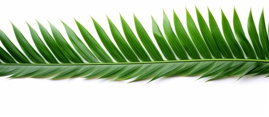 Canvas Print - A macro photography close up of a palm tree leaf, a terrestrial plant belonging to the Arecales order, on a white background. The leaf resembles a fashionable accessory with its intricate details