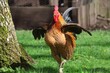 A strutting with wings outstretched Rhode Island Red rooster cockerel 