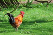 A Rhode Island Red cockerel rooster roaming free in a grassy area of a farmyard with farm equipment visible in the background 