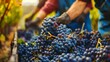 Workers harvesting grapes, a bounty of nature's finest, ready to craft the essence of exquisite wine