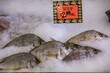 Wildcaught Scup, also known as Porgy, on ice
