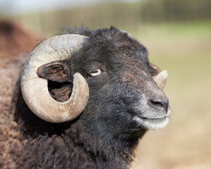 Wall Mural - Close up head shot of brown male ouessant sheep