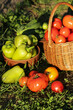 Summer vegetables harvest in garden on sun in sunlight.	Freshly harvested cucumber, tomato and pepper close up