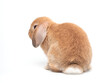 Rear of orange baby holland lop rabbit sitting on white background. Lovely action of holland lop rabbit.