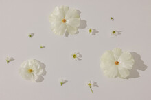 flat lay of white flowers on white surface