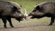 a-boar-using-its-tusks-to-defend-its-territory-fro-upscaled_7