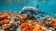   A tight shot of a dolphin near a coral reef, its curious gaze fixed on the camera In the backdrop, a scuba diver examines the scene