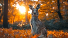   A Kangaroo Resting In A Forest, Sun Illuminating Tree Tops And Underbrush