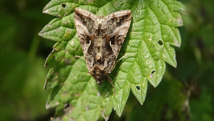 Poster - Silver-Y brown garden moth spring macro