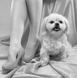 © Dimid - A young beautiful girl in beige high-heeled shoes with a white small dog on a pink background.