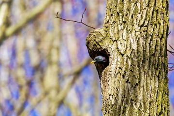 Poster - The common starling or European starling (Sturnus vulgaris) 