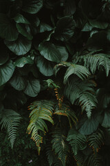 Beautiful green leaves