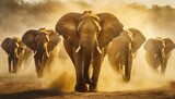 Fototapeta  - Elephants in the wild, dust at golden hour.
