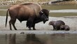 a-bison-with-a-family-of-otters-upscaled_8