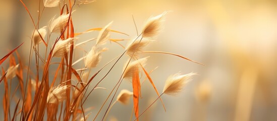 Sticker - A closeup shot of tall grass in the foreground with a blurry natural landscape in the background, showcasing the beauty of this terrestrial plant