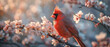 Red cardinal bird sits on a blossoming branch of an apple tree, with empty copy space