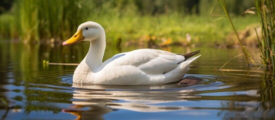 Canvas Print - A white waterfowl with a yellow beak is gracefully swimming in a serene pond, surrounded by lush green grass. The ducks feathers glisten in the sunlight against the natural landscape