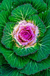 © ALAN SHAPIRO/Stocksy - ornamental cabbage