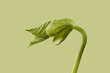 © Yaroslav Danylchenko/Stocksy - Germination of young bean seeds oven light green background