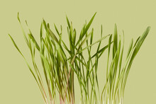 Macro View Of Green Barley Sprouts Growing On Light Olive Background