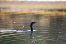 Double Crested Cormorant Water Bird Swimming In A Lake