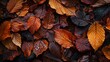 A close up of a pile of autumn leaves with some of them wet. The leaves are of different sizes and colors, creating a beautiful and natural scene. The wet leaves add a sense of freshness