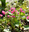 Primula rosea, rosy primrose, flowering plant species in genus Primula