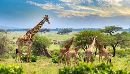 野生のキリンのイメージ素材。キリンの群れ。Image material of wild giraffe. A herd of giraffes.