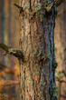 © Marko/Stocksy - Detail of a tree in the forest