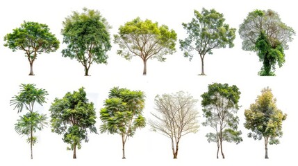 Canvas Print - A collection of isolated trees on a white background , Suitable for architectural design , decoration work , and for use with natural articles on print and the web.