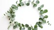 The wreath frame is made of branches of eucalyptus isolated on a white background. Lay flat, top view