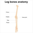 © Ereny - leg bones anatomy