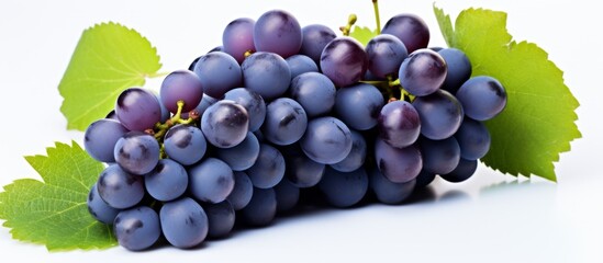 Poster - A bunch of blue grapes with green leaves, a seedless fruit, symbolizing natural foods and produce. Grapes are a staple food known for their sweet taste and are classified as a berry