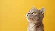 Cute Banner with a British Shorthair Cat Looking Up on Solid Soft Yellow Background, Space for Text