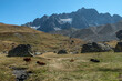 Troupeau de vaches et Montagne des Agneaux ,à Villar-d'Arène en été , Massif de l' Oisans , Hautes Alpes , France