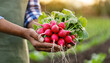farmer holding fresh red radishes in the field