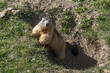 Marmotte en été , près de son terrier dans les hautes alpes 