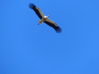 Poster - Cigognes blanches volant dans le ciel