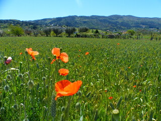 Wall Mural - Coquelicots dans la nature