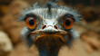 Description: Close-up portrait of an ostrich showing its head and large orange eyes with long lashes