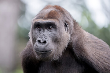 Poster - Western Lowland Gorilla portrait in nature view