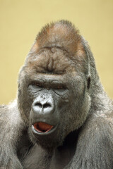 Poster - Western Lowland Gorilla portrait in nature view