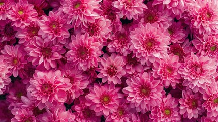 Flowers background banner texture - Closeup of pink beautiful blooming chrysanthemums chrysanthemum field